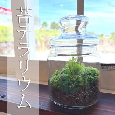 ふるさと納税 屋久島町 苔のテラリウム : さとふる - 通販 - Yahoo