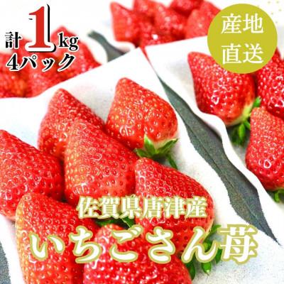 ふるさと納税 唐津市 [濃厚苺 "いちごさん" ]1kg 山の斜面で十分な日光を浴びた苺!2024年3月より順次発送