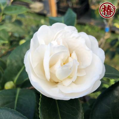 ふるさと納税 稲沢市 新品種　椿「月兎-つきうさぎ-」15cmポット苗 