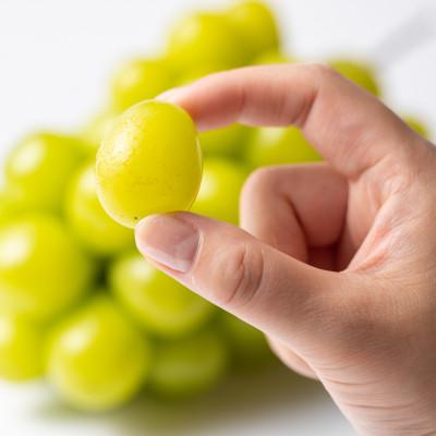 さとふるふるさと納税 岡山市 岡山県産 (5kg以上) シャインマスカット