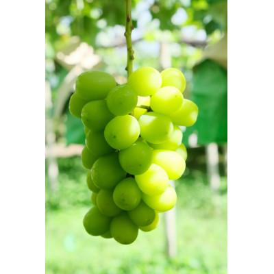 ふるさと納税 中央市 山梨県産シャインマスカット約1.8kg(2〜4房) 産地直送なので採れたて新鮮!