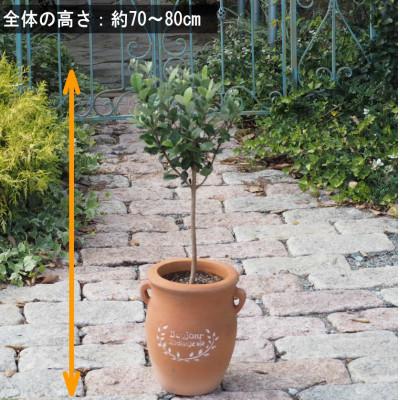 ふるさと納税 朝倉市 フェイジョア鉢植え(つぼ型鉢) : さとふる - 通販