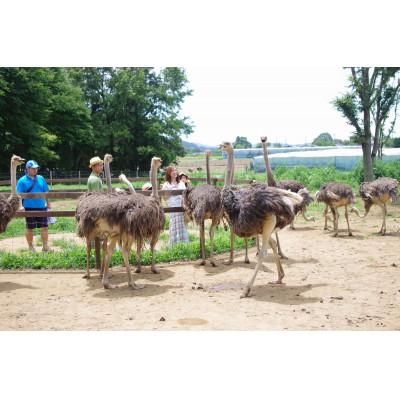 ふるさと納税 石岡市 ダチョウ王国入園チケット (入園券大人2枚・小人2枚)