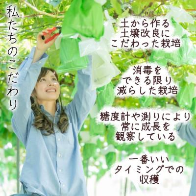 ふるさと納税 長野市 【信州長野県産】※2024年先行受付※ なつっこ5〜6玉 ギフトボックス｜y-sf｜03