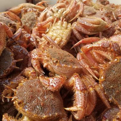 ふるさと納税 網走市 【網走産】ケダマ≪毛がにまるまる1尾全部盛り×Sサイズ2尾入≫ 