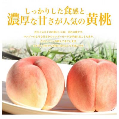 ふるさと納税 山形県 黄桃 3kg 8〜12玉前後 秀品 ギフト用 大玉 品種おまかせ 山形県産 【令和8年産 先行予約】の画像
