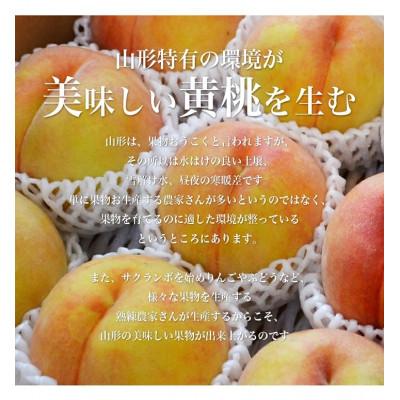 ふるさと納税 山形県 黄桃 3kg 8〜12玉前後 秀品 ギフト用 大玉 品種おまかせ 山形県産 【令和8年産 先行予約】の画像
