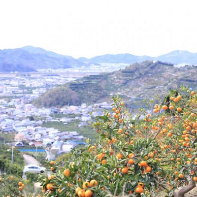 ふるさと納税 有田市 伊藤農園の有田みかん『風のしるし』(10kg) |  | 03