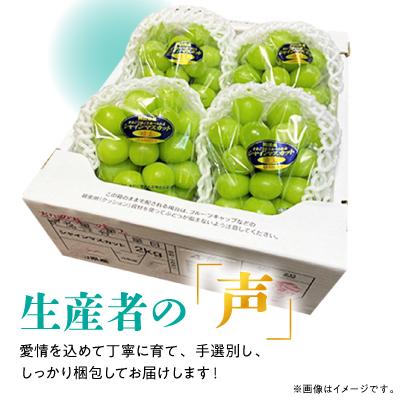 本日発送します シャインマスカット 粒 ２ｋｇ　⑹ ふるさと納税 津山市 糖度!シャインマスカット!約2kg【2027年8月中旬