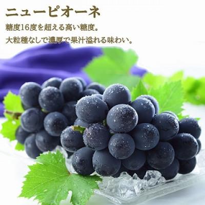 ふるさと納税 浅口市 【2026年8月下旬より順次送りとどける】岡山県産 シャインマスカット晴王・ニューピオーネ 3L大きさ詰合せ