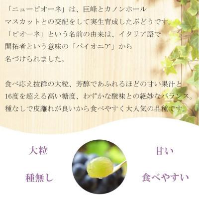 ホットセール格安 ふるさと納税 里庄町 【2024年8月下旬より発送】岡山県産　ニューピオーネ　1.5kg(3房〜6房)