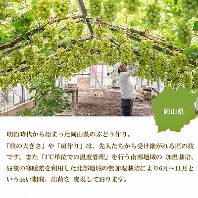 ふるさと納税 津山市 【2026年7月中旬より順次送りとどける】岡山県産 シャインマスカット 晴王 4kg(5房〜10房)