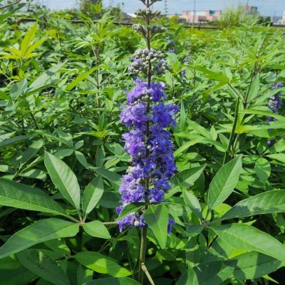 ふるさと納税 鈴鹿市 夏に穂状の薄紫色の綺麗な花を楽しみませんか? セイヨウニンジンボク(庭木・果樹)