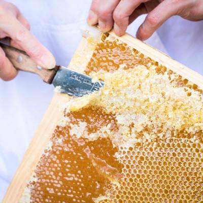 ふるさと納税 下田市 伊豆下田高橋養蜂の蜂蜜2種詰め合わせセット(600g×2本)の画像
