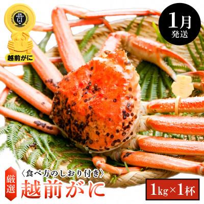 ふるさと納税 越前町 ≪浜茹で≫ 越前がに 大サイズ × 1杯[1月発送分]