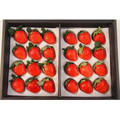 ふるさと納税 鈴鹿市 三重県鈴鹿市 とちおとめ 24粒