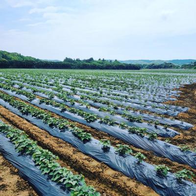 ふるさと納税 西之表市 【種子島産安納芋使用】熟成焼芋　安納芋(冷凍) 500g×5袋｜y-sf｜03