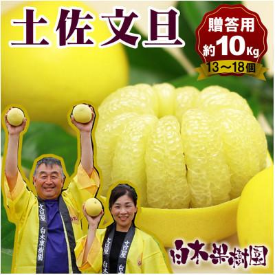 ふるさと納税 土佐市 <白木果樹園産>土佐文旦約10kg 大玉 3L〜4L 特選品贈答用(13〜18個)