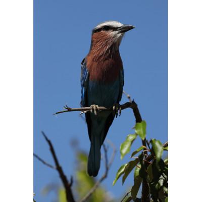 ふるさと納税 宇都宮市 キヤノン Canon 望遠レンズ EF600mm F4L IS III USM｜y-sf｜04