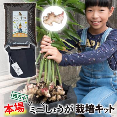 ふるさと納税 四万十町 知育にも人気!本格農業体験しょうが「ミニ」栽培キットFis-B07