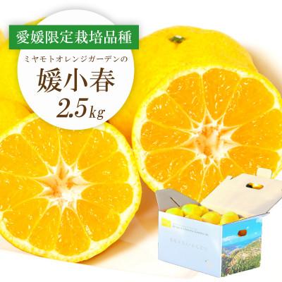 ふるさと納税 八幡浜市 [先行受付]希少柑橘 媛小春(ひめこはる) 2.5kg[E25-144]