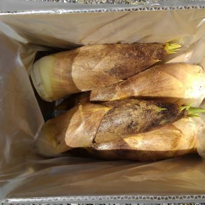 ふるさと納税 長岡京市 [京のブランド野菜]朝掘り生たけのこ 3kg(家庭用)