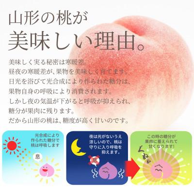 ふるさと納税 山形県 白桃\u0026黄桃 3kg(7〜13玉前後) ギフト用 品種おまかせ 山形県産 【令和8年産 先行受付】の画像
