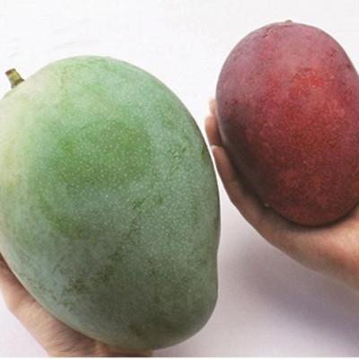 ふるさと納税 豊見城市 【2025年8月より順次発送】豊見城産マンゴーセット(小)