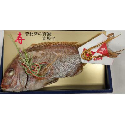 ふるさと納税 小浜市 創業335年記念・御食國の若狭湾で釣り挙げられた天然の真鯛をふっくらと姿のまま焼き上げた祝い鯛