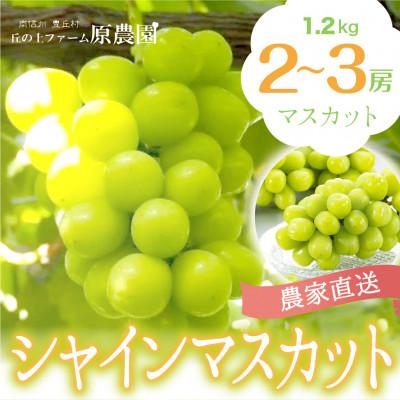 ふるさと納税 豊丘村 [丘の上ファーム]大玉ぶどう『シャインマスカット』1.2kg(2〜3房) 2026年10月より発送