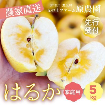 ふるさと納税 豊丘村 [丘の上ファーム]希少品種『はるか』家庭用5kg(12〜22玉) 2026年12月発送