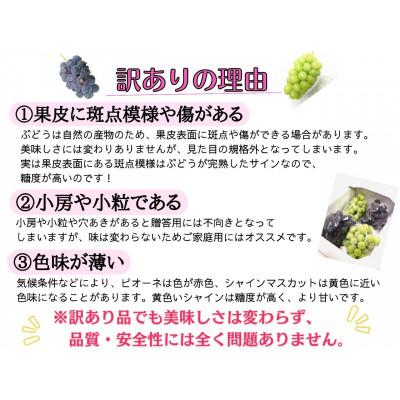 ふるさと納税 真庭市 【お試し】フルーツ王国岡山の人気ぶどう　ピオーネ1房500g以上!　｜y-sf｜04