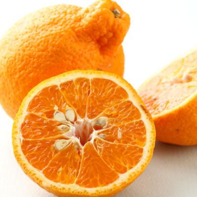 ふるさと納税 印南町 和歌山産 しらぬひ4.5kg 濃厚な味わいの春柑橘