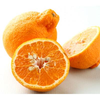 ふるさと納税 御坊市 しらぬひ4.5kg/[和歌山産]