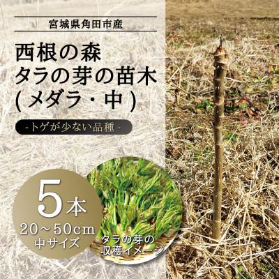 ふるさと納税 角田市 [宮城県角田市]西根の森 タラの木の苗木 手掘り苗(タラの芽)20〜50cm 5本