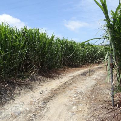 【正規品】 ふるさと納税 豊見城市 《ウージ染め》手織り半幅帯　織工房イトノオト 【1388311296】(50600円)