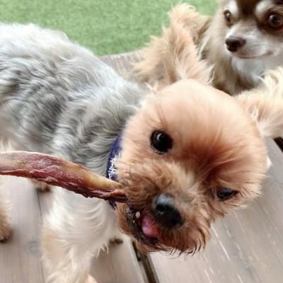 ふるさと納税 吉野ヶ里町 犬のお兄ちゃん☆生まれながらいの小便の骨チュインガム☆超小型犬向け