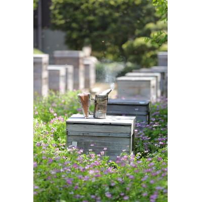 ふるさと納税 大垣市 【国産蜂蜜】450gパッカー容器2本セット(くろがねもち蜂蜜、白花豆蜂蜜)の画像