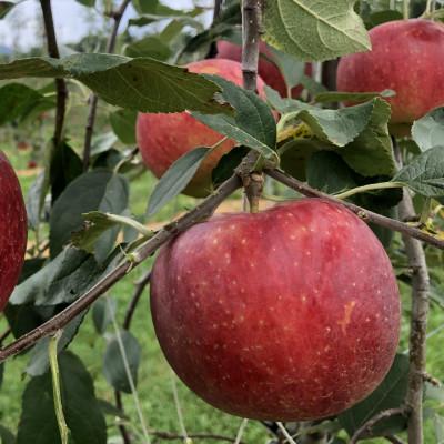 ふるさと納税 箕輪町 先行受付2024年!8月収穫[新品種シナノリップ]約5kg信州のりんご