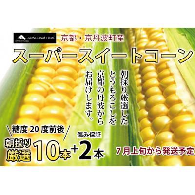 ふるさと納税 京丹波町 スーパースイートコーン 10本+傷み保証2本セット