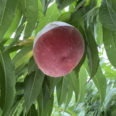ふるさと納税 南アルプス市 厳選!南アルプス市産 朝採り桃 約3kg(7玉〜12玉)の画像