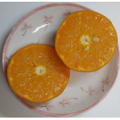 ふるさと納税 屋久島町 屋久島産 冷凍たんかんジュース200g×10パック