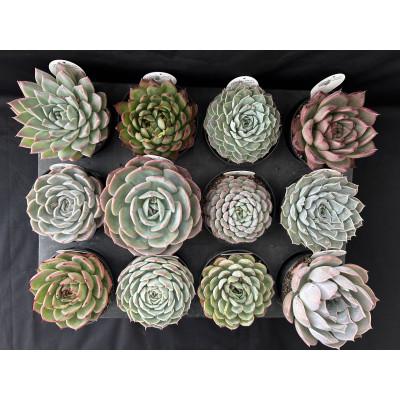 【タイムセール】 ふるさと納税 富士見町 多肉植物 DOLCE’S -succulent- 3.5号 品種おまかせ 12鉢アソート 【6760435789】(24640円)