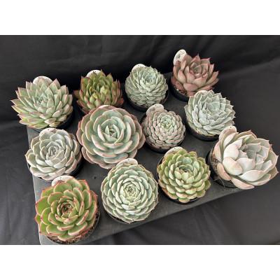 【タイムセール】 ふるさと納税 富士見町 多肉植物 DOLCE’S -succulent- 3.5号 品種おまかせ 12鉢アソート 【6760435789】(24640円)