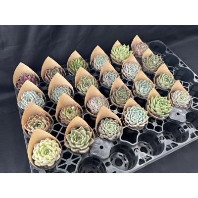 「人气商品」 ふるさと納税 富士見町 多肉植物 DOLCE’S -succulent- 2号 品種おまかせ 24鉢アソート 【EI7811264465】(28470円)