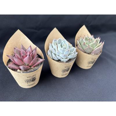 「人气商品」 ふるさと納税 富士見町 多肉植物 DOLCE’S -succulent- 2号 品種おまかせ 24鉢アソート 【EI7811264465】(28470円)