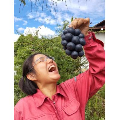 ふるさと納税 高森町 ぶどう むつみ農園のナガノパープル 1kg(2房〜3房)