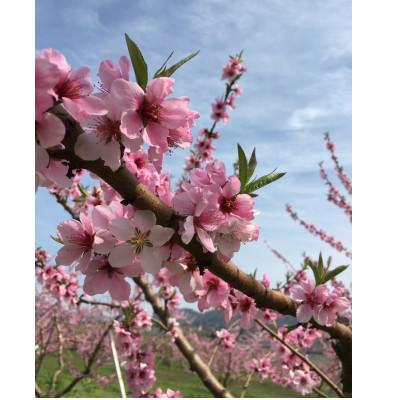 ふるさと納税 山形県 【2026年度先行受付】山形県産 白桃約3kg 朝採り当日発送 品種おまかせ(8〜12玉)の画像