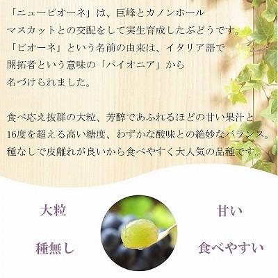 工房直送価格！ ふるさと納税 井原市 【2024年8月下旬より発送】ご家庭用　岡山県産　ピオーネ　1.5kg(3〜6房)