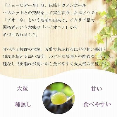 正規店仕入れの ふるさと納税 玉野市 【2024年8月下旬より発送】ご家庭用　岡山県産　ピオーネ　1.5kg(3〜6房)